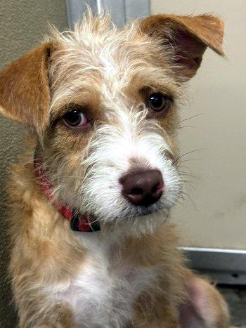 Magnolia, Adoptable, Puppy Female Poodle.