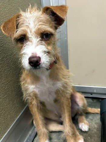 Enlarge Magnolia, a Adoptable mixed breed in Bedford Hills, NY image 2/3
