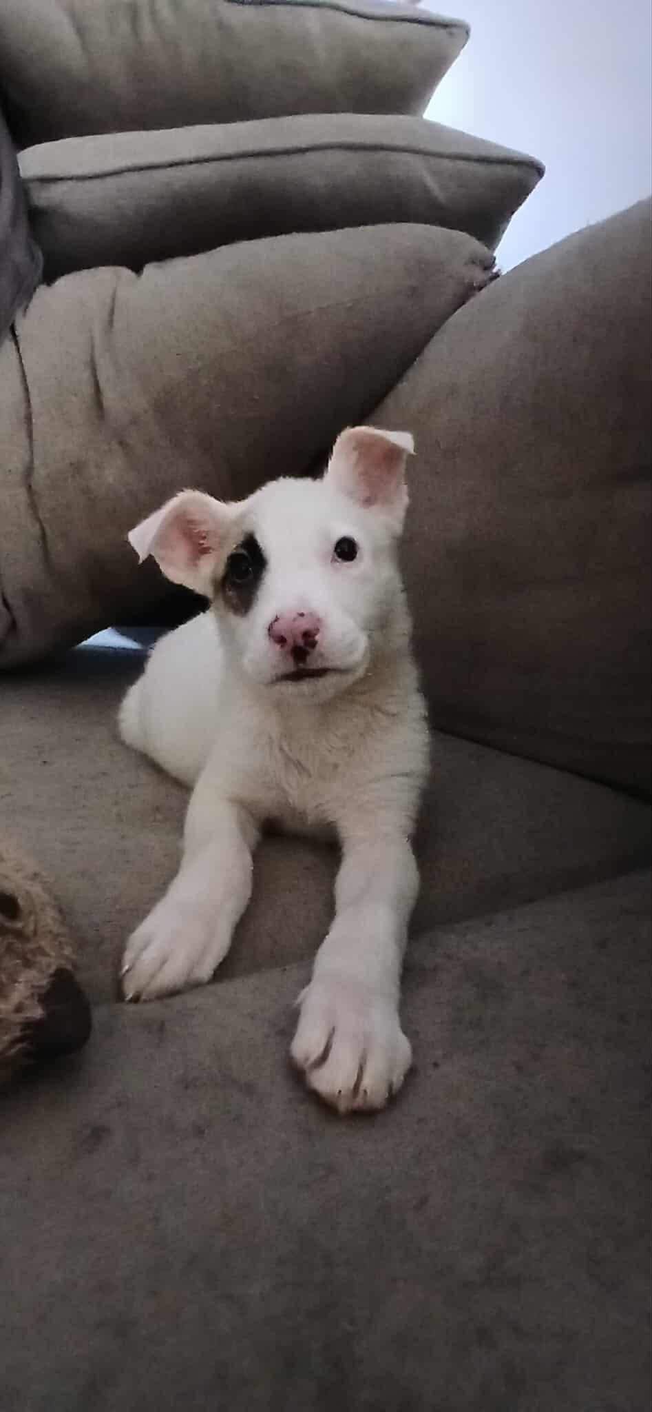 Enlarge Gabby Gabby , an adopted Mixed Breed in Kenosha, WI image 2/3