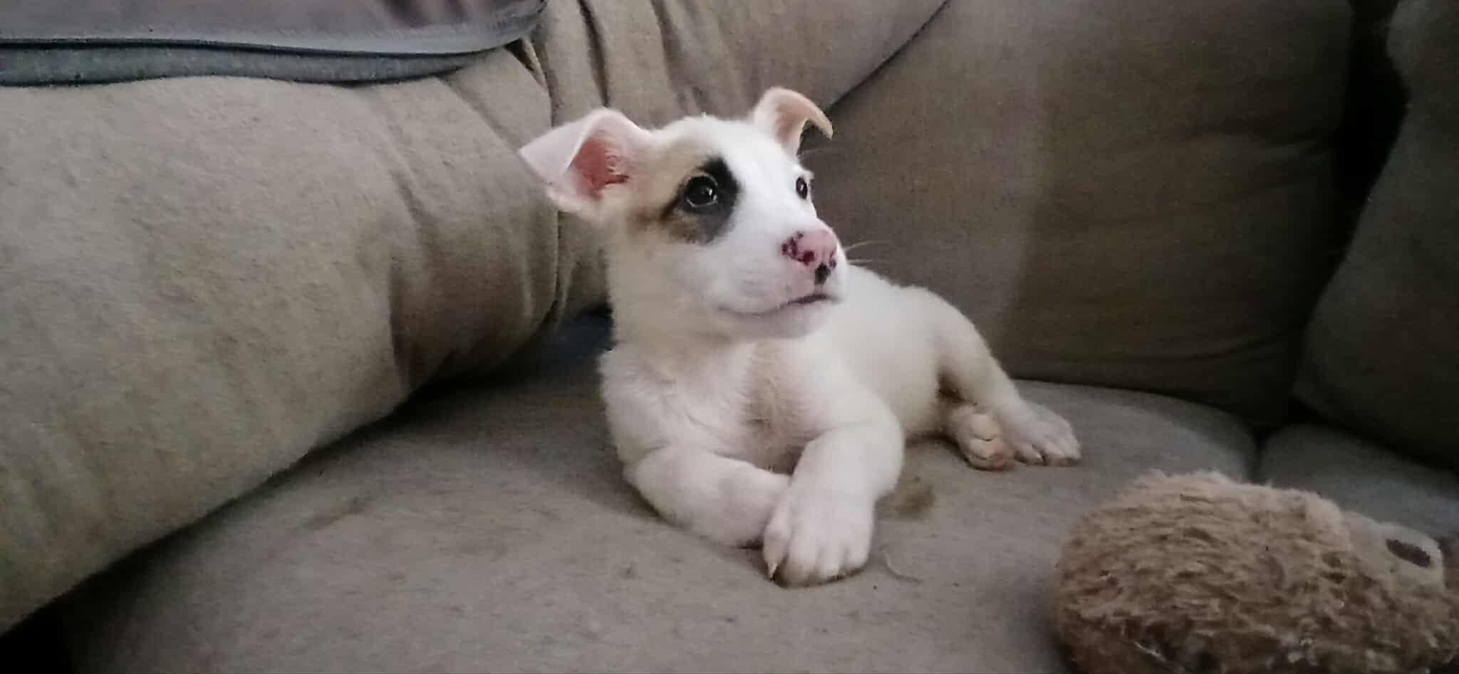 Enlarge Gabby Gabby , an adopted Mixed Breed in Kenosha, WI image 3/3