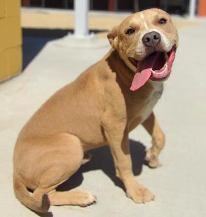Flipper, Adoptable, Adult Male Pit Bull Terrier & Mixed Breed.