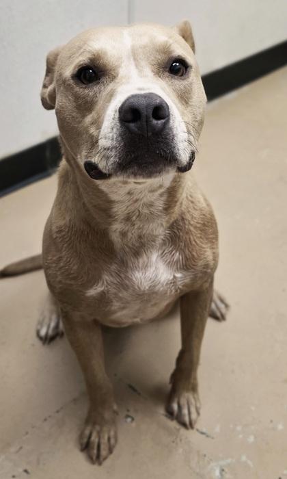 Enlarge Flipper, a Adoptable mixed breed in Phoenix, AZ image 2/3