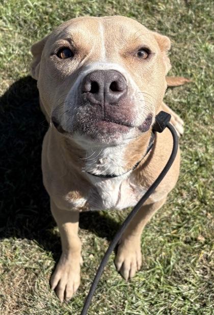 Enlarge Flipper, a Adoptable mixed breed in Phoenix, AZ image 3/3