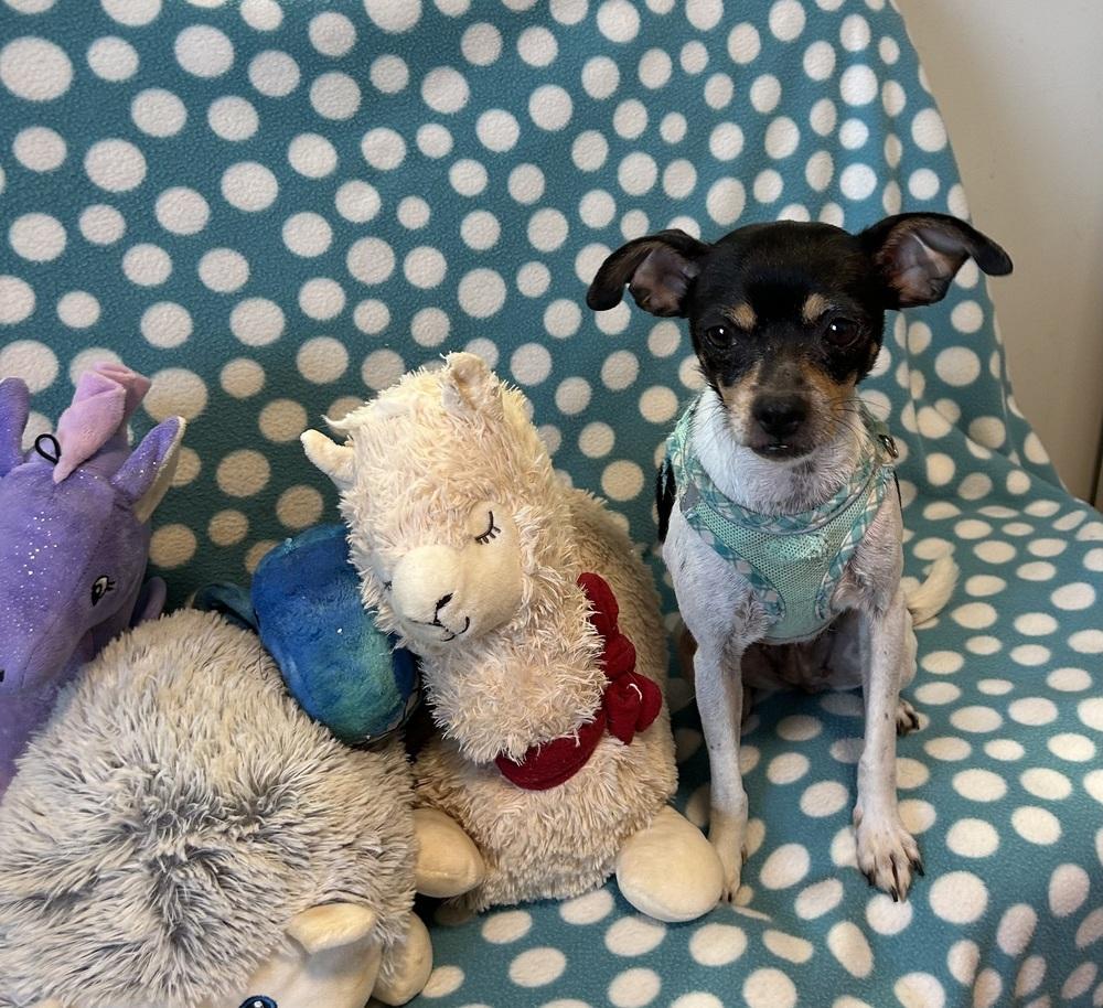 Lindsey, Adoptable, Adult Female Miniature Pinscher.