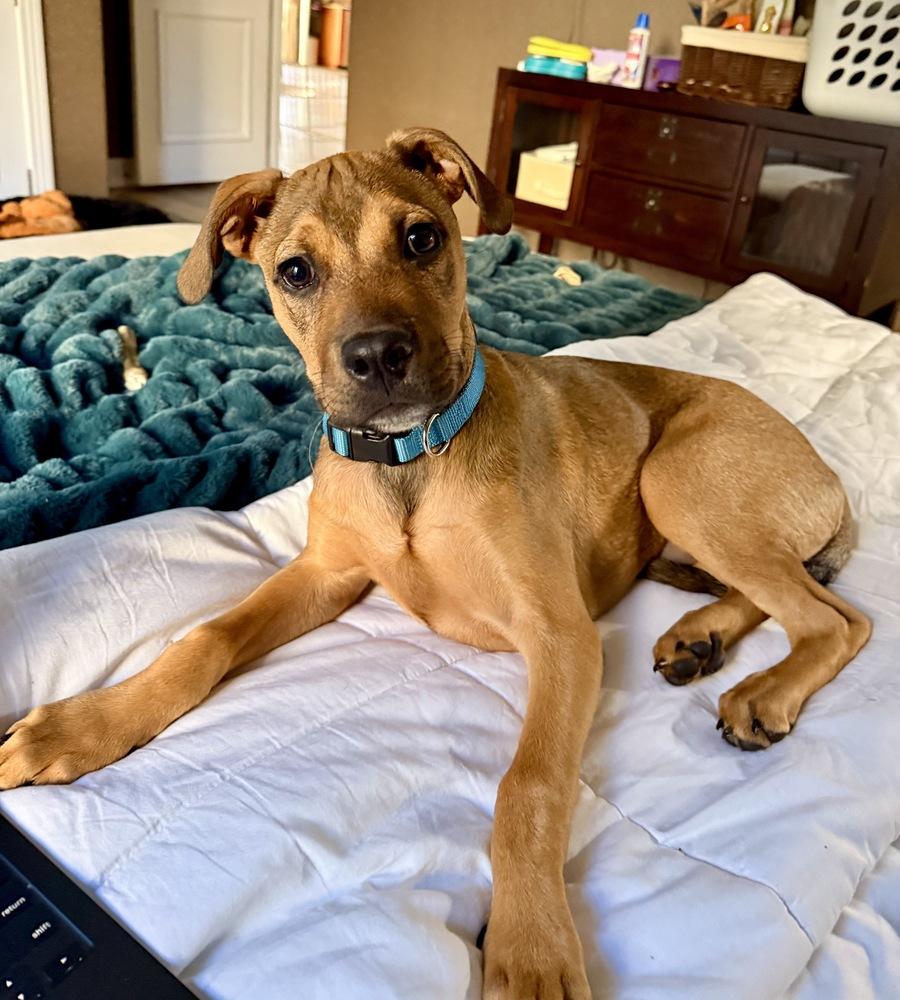 Zuma, Adoptable, Puppy Male Hound & Pit Bull Terrier.