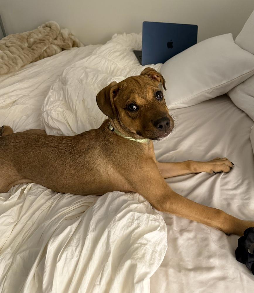 Enlarge Zuma, a Adoptable mixed breed in Greenlawn, NY image 2/6