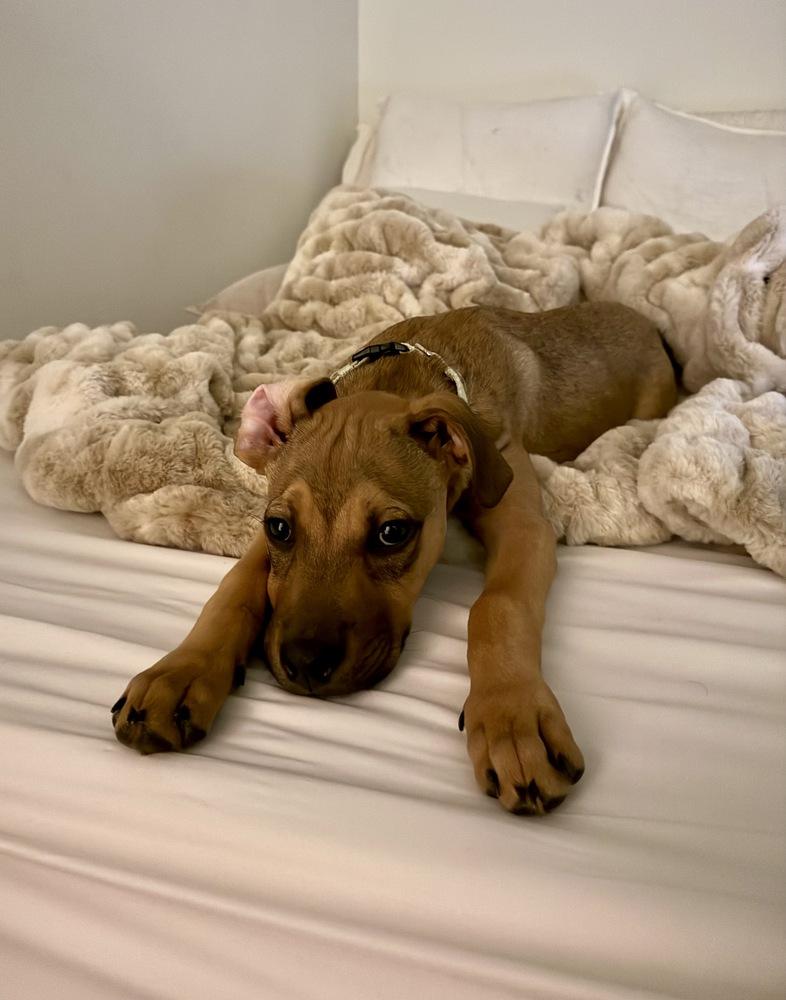 Enlarge Zuma, a Adoptable mixed breed in Greenlawn, NY image 4/6