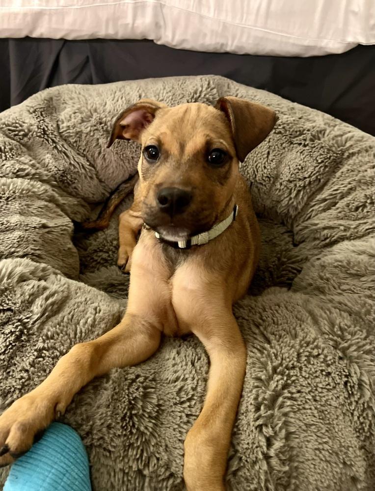 Enlarge Zuma, a Adoptable mixed breed in Greenlawn, NY image 5/6