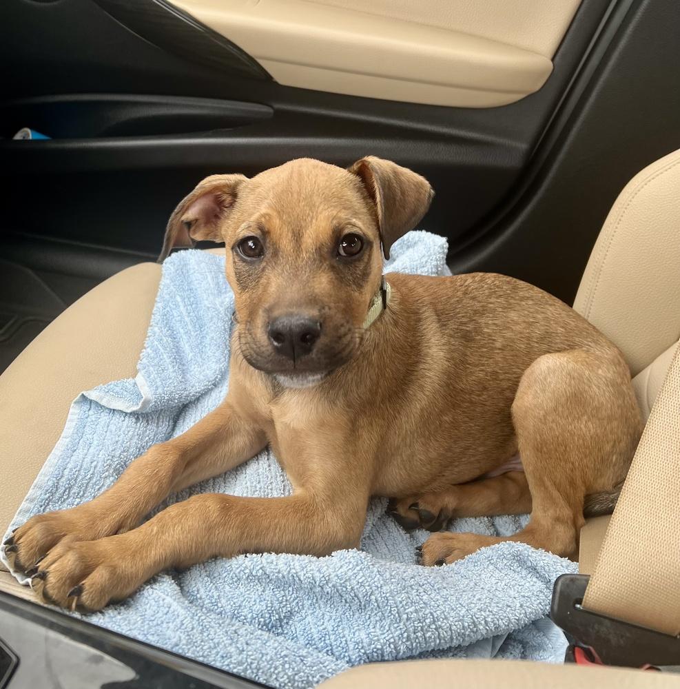 Enlarge Zuma, a Adoptable mixed breed in Greenlawn, NY image 6/6
