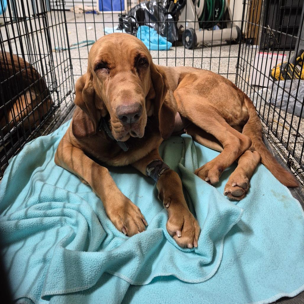 Enlarge Dottie, a Adoptable Bloodhound in Chesapeake, VA image 1/1