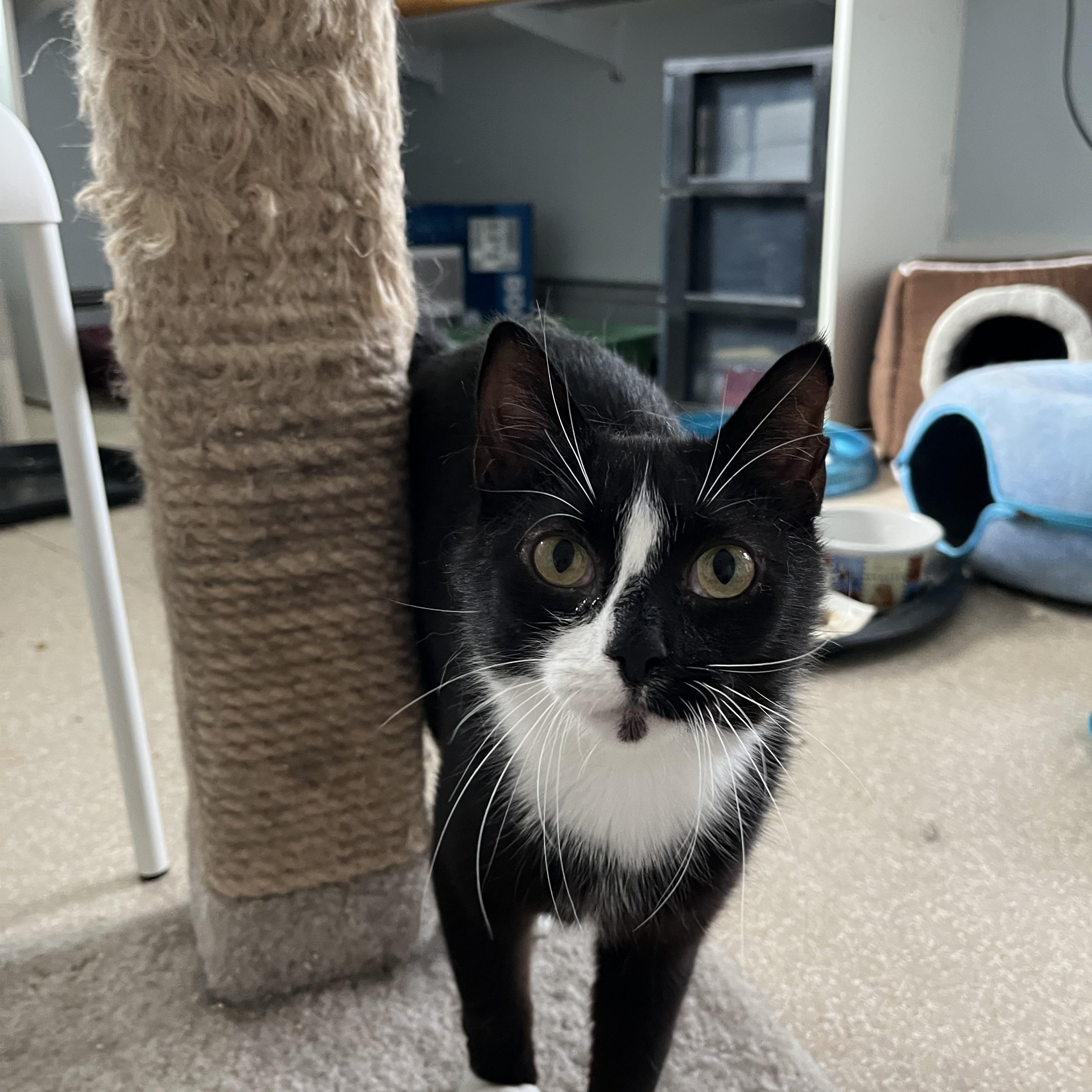 Miranda, a ADOPTABLE Domestic Short Hair in Salisbury, MA image 2/6
