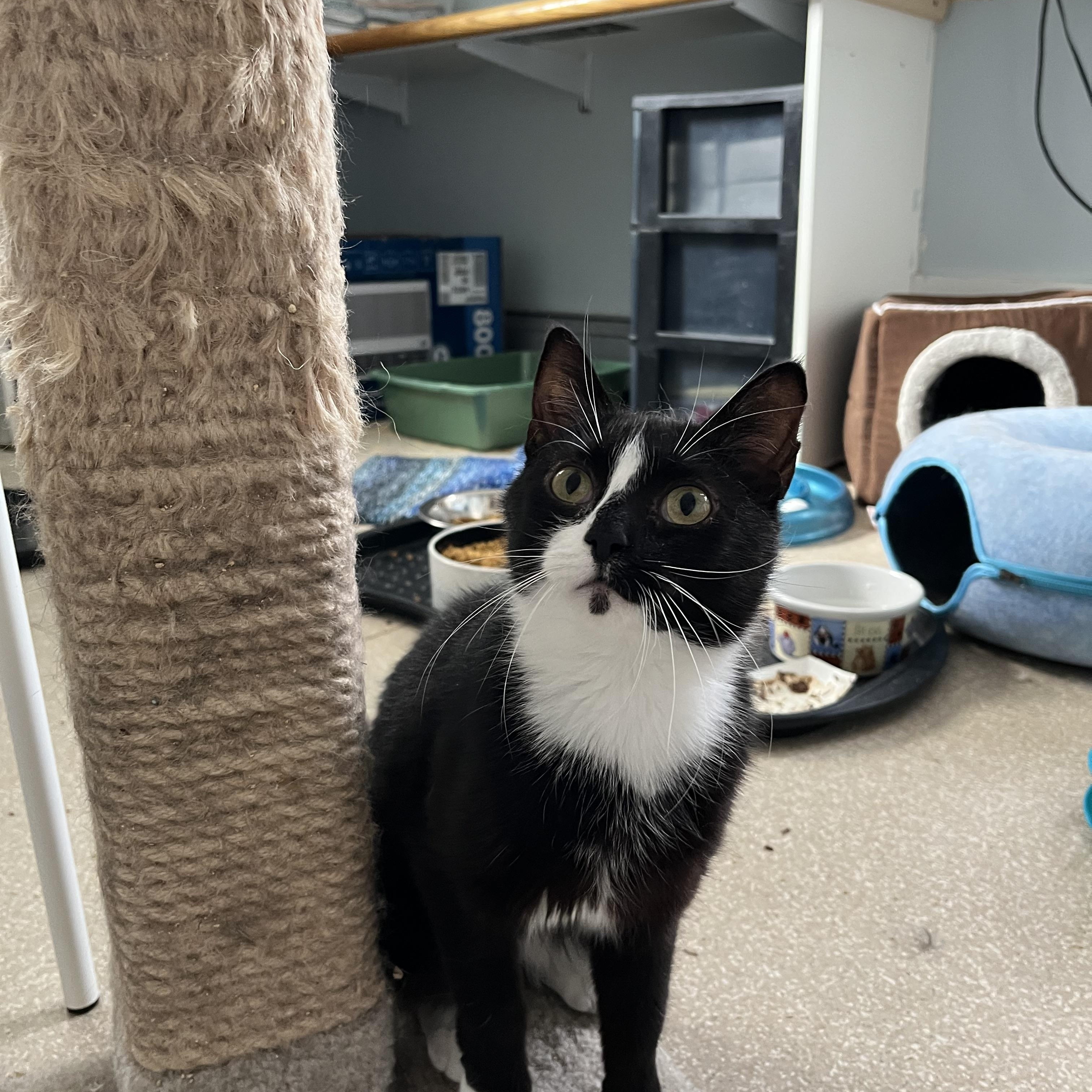 Miranda, a ADOPTABLE Domestic Short Hair in Salisbury, MA image 3/6