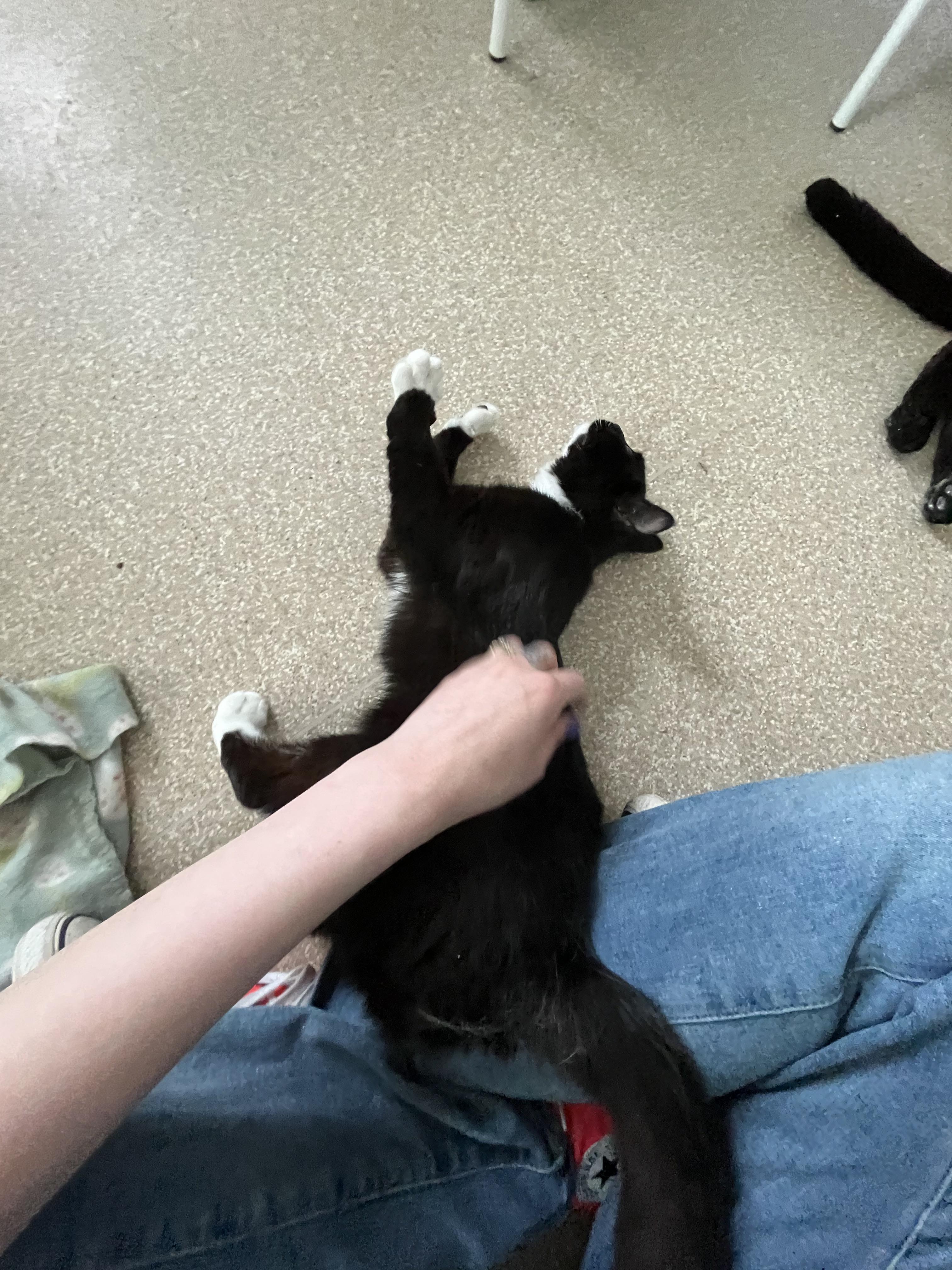 Miranda, a ADOPTABLE Domestic Short Hair in Salisbury, MA image 5/6