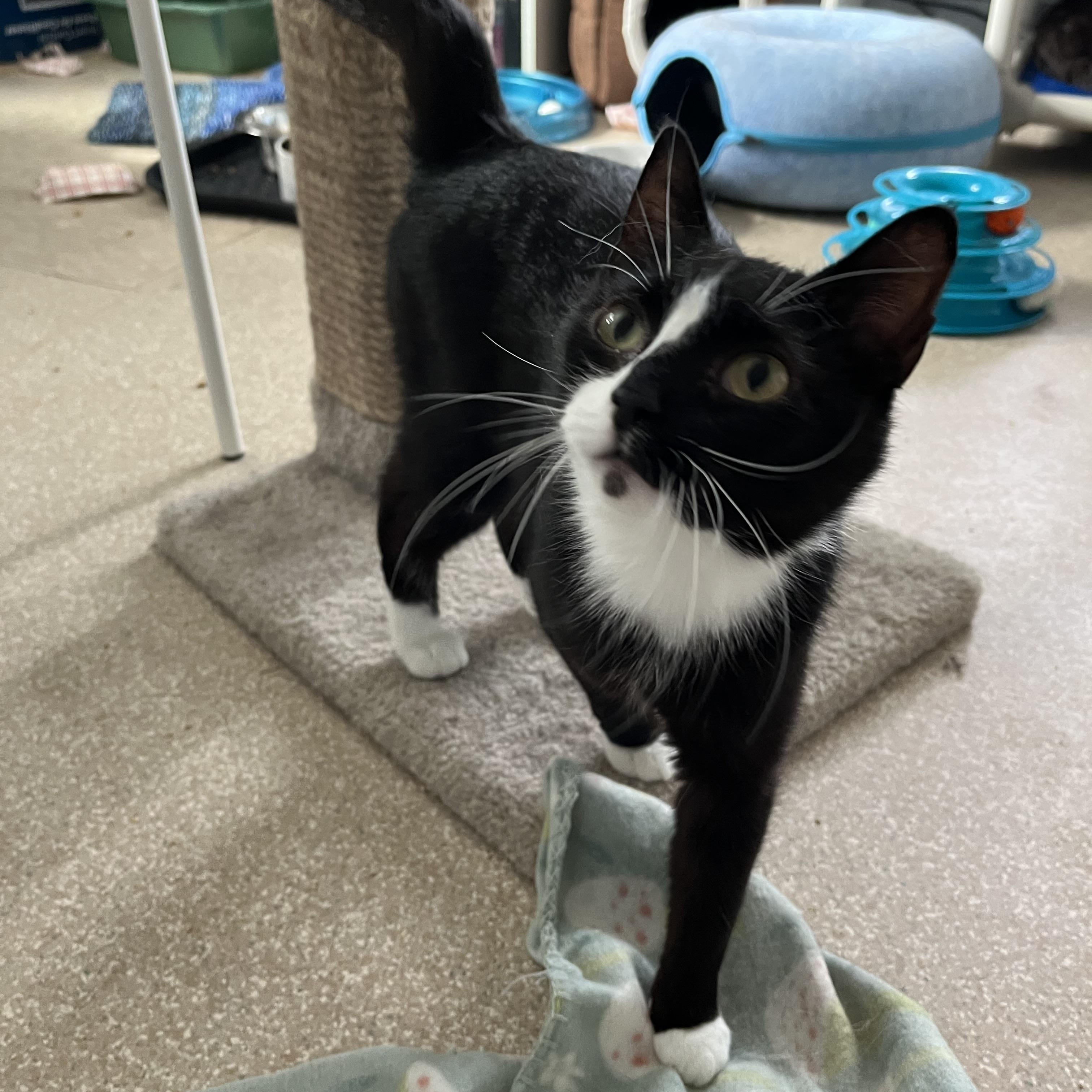 Miranda, a ADOPTABLE Domestic Short Hair in Salisbury, MA image 1/6