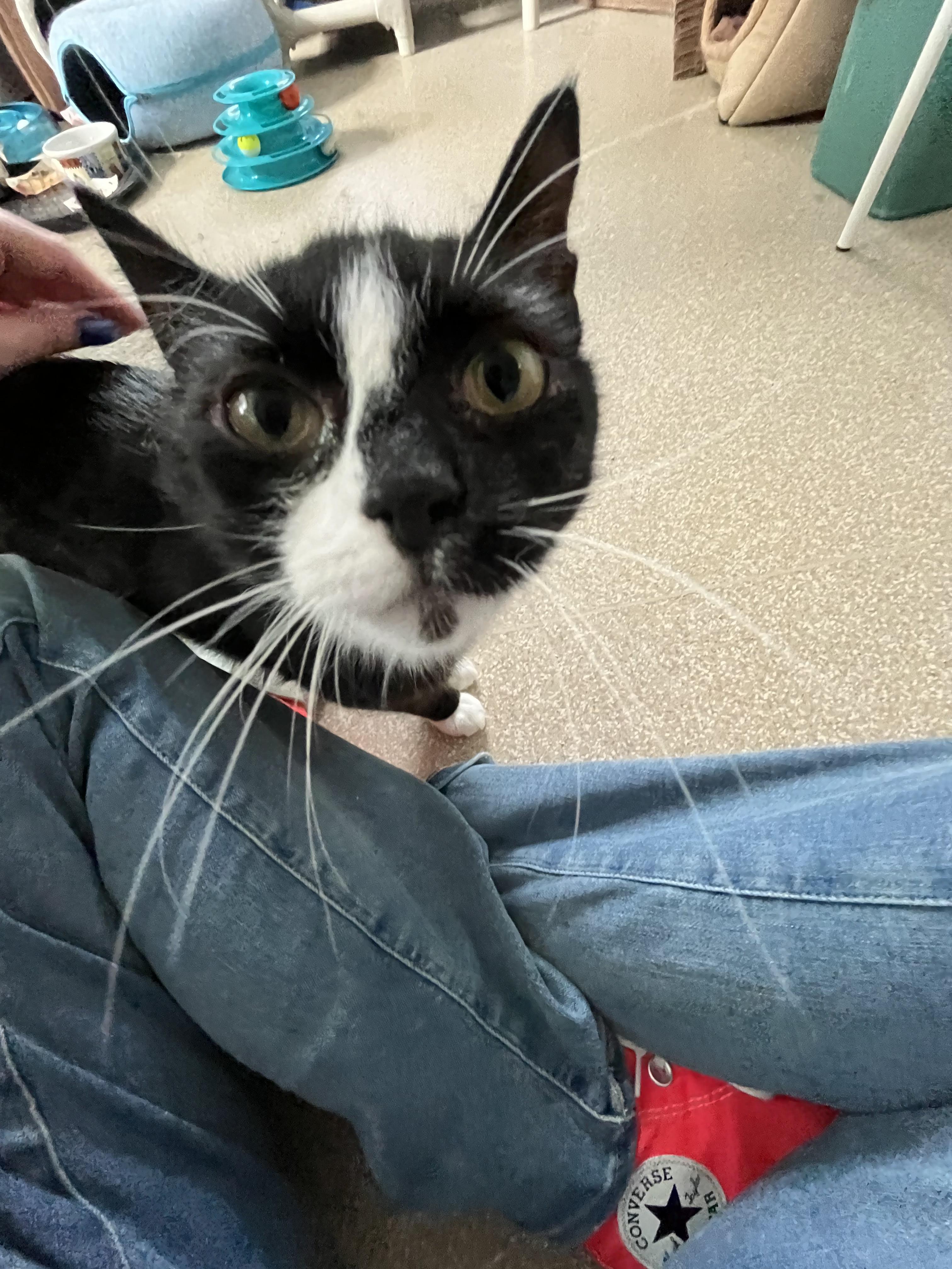 Miranda, a ADOPTABLE Domestic Short Hair in Salisbury, MA image 6/6