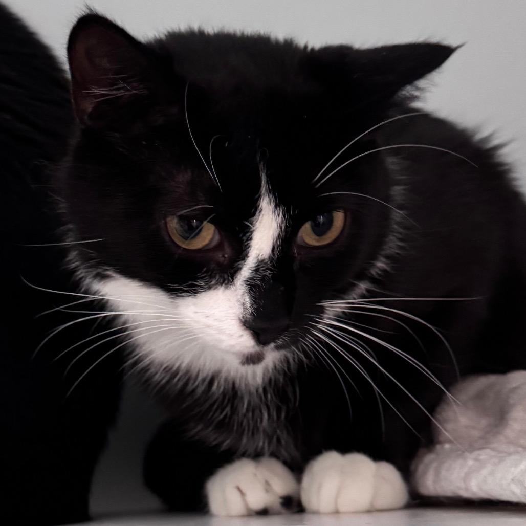 Enlarge Miranda, a ADOPTABLE Domestic Short Hair in Salisbury, MA image 1/6