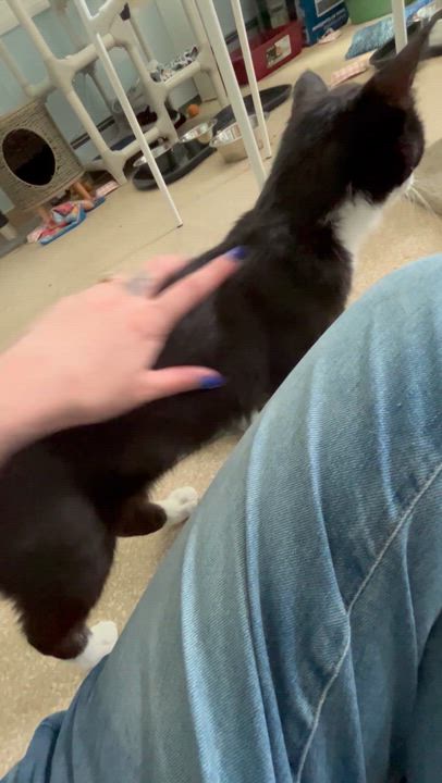 Enlarge Miranda, a ADOPTABLE Domestic Short Hair in Salisbury, MA video 4/6