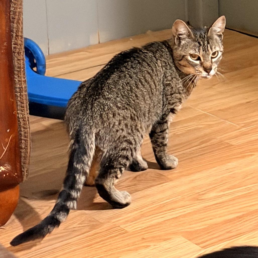 Enlarge Sally, a Adoptable Domestic Short Hair in Coos Bay, OR image 1/1