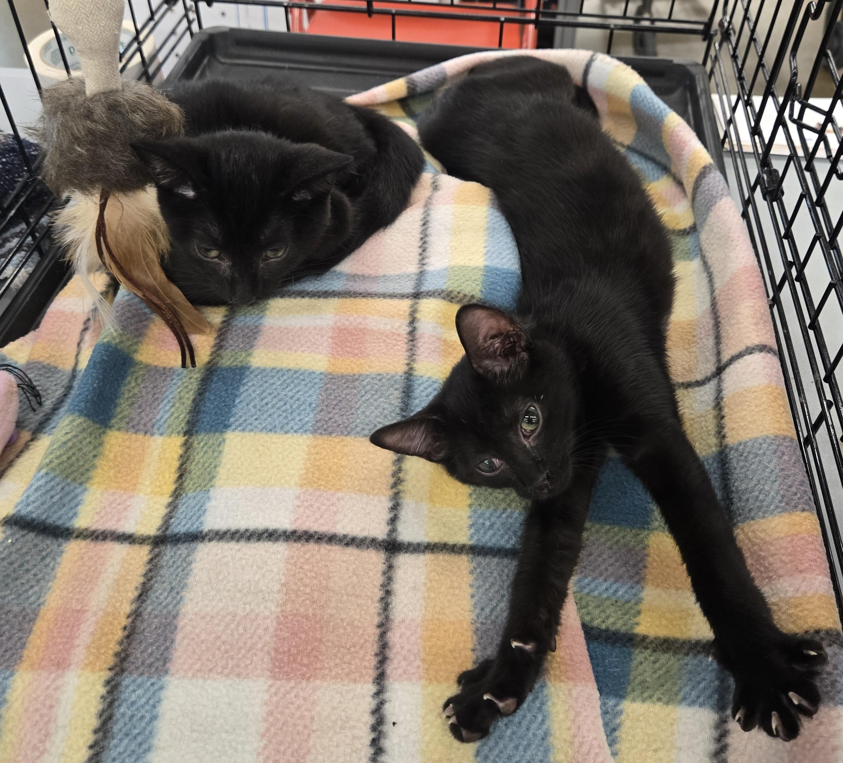 Obie and Toby, a Adoptable Domestic Short Hair in Massillon, OH image 4/4