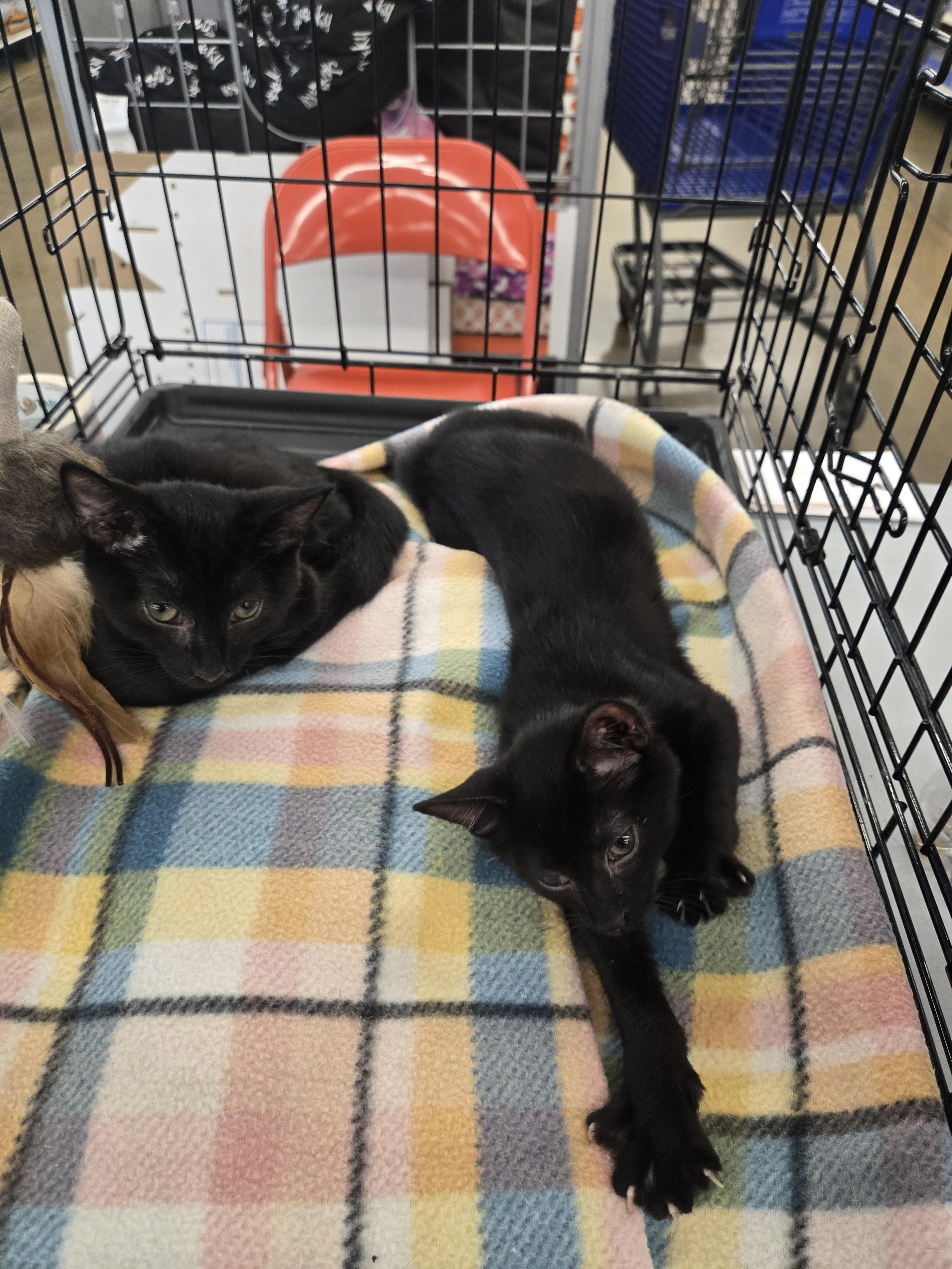 Obie and Toby, a Adoptable Domestic Short Hair in Massillon, OH image 3/4