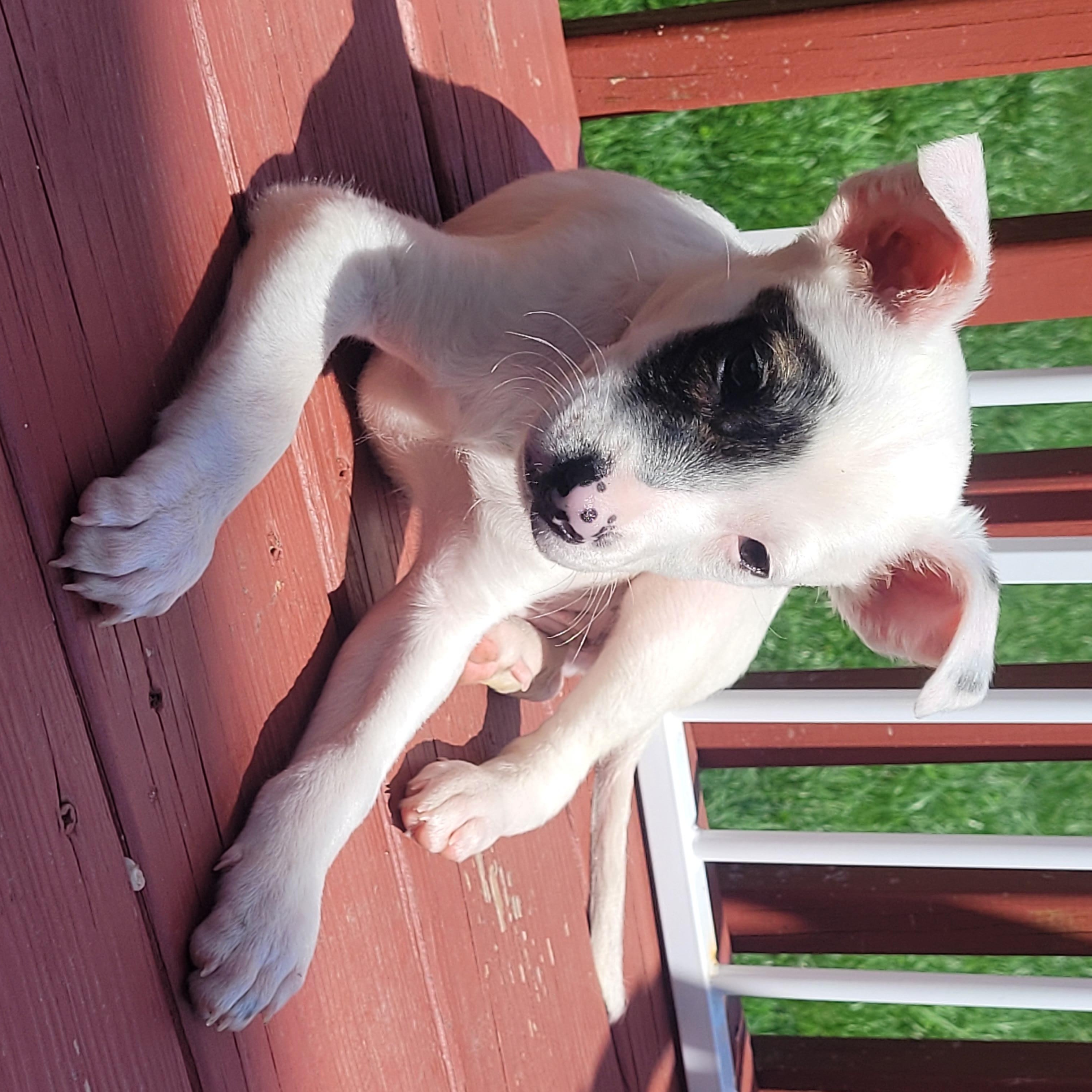 Enlarge Hendrix, a ADOPTABLE mixed breed in Byron, IL image 4/6