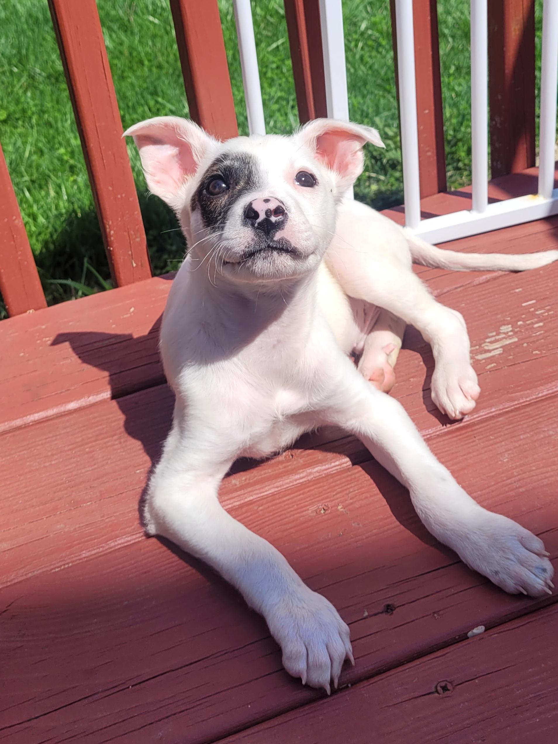 Enlarge Hendrix, a ADOPTABLE mixed breed in Byron, IL image 2/6