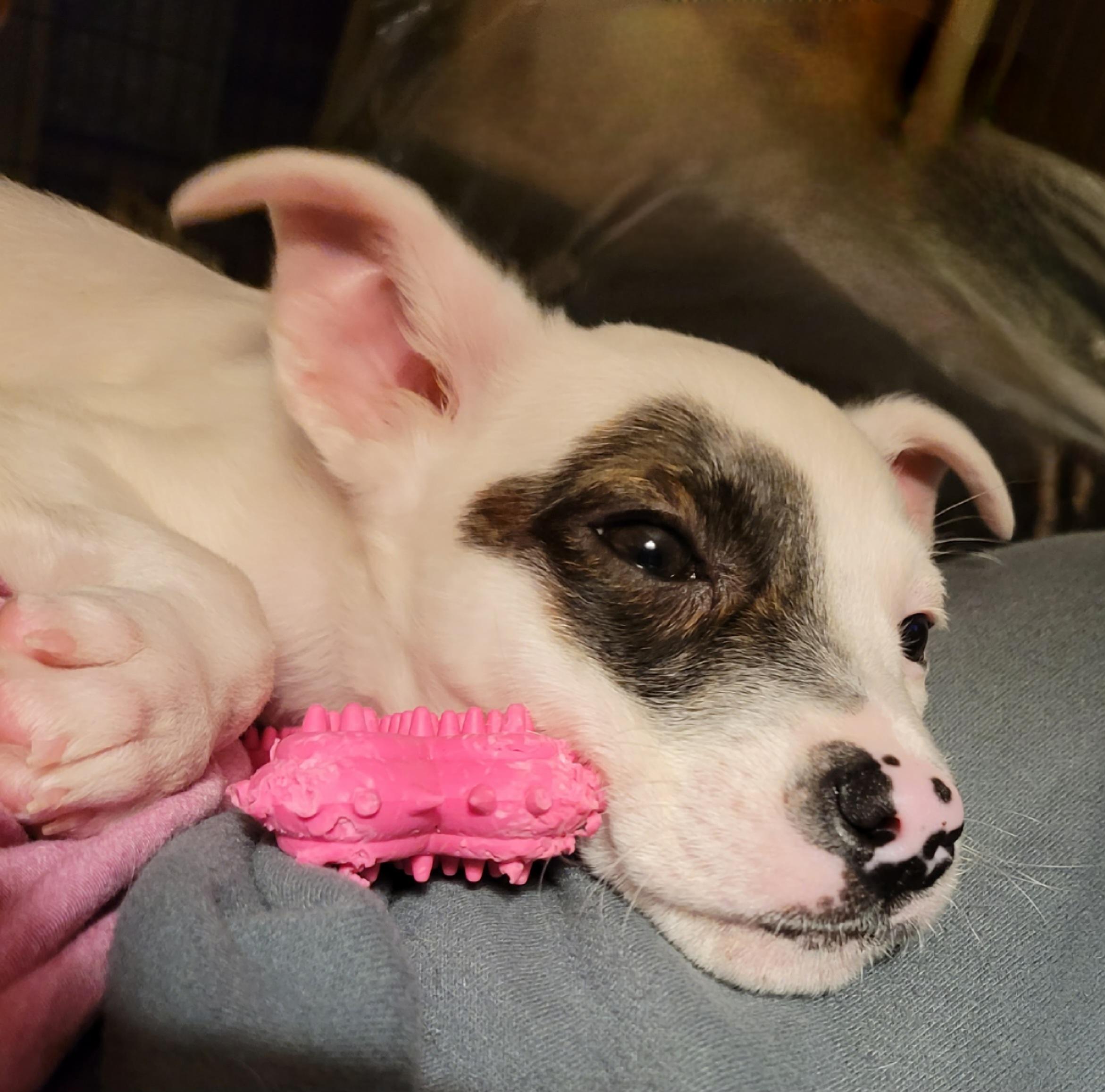 Enlarge Hendrix, a ADOPTABLE mixed breed in Byron, IL image 1/6