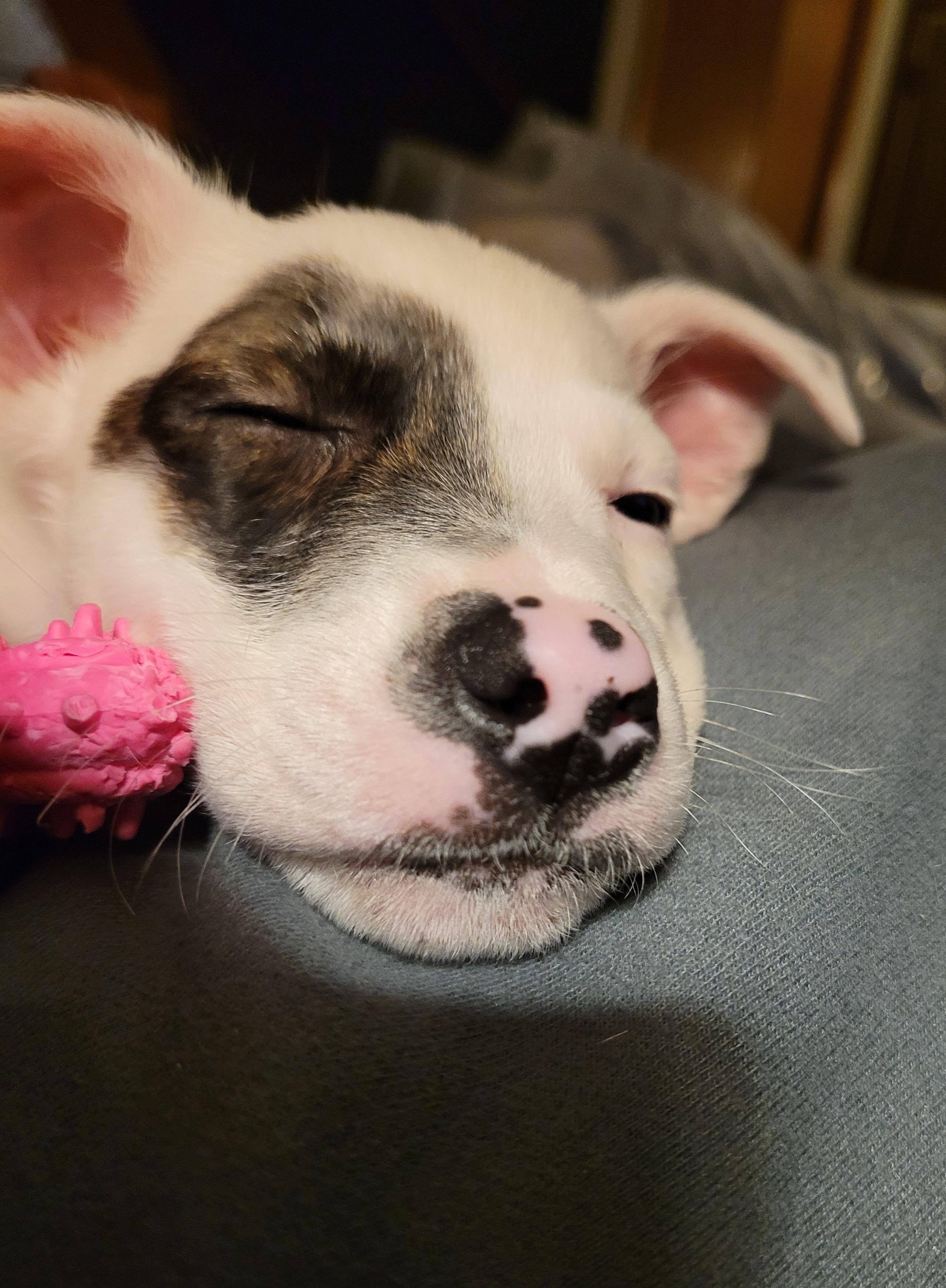 Enlarge Hendrix, a ADOPTABLE mixed breed in Byron, IL image 5/6