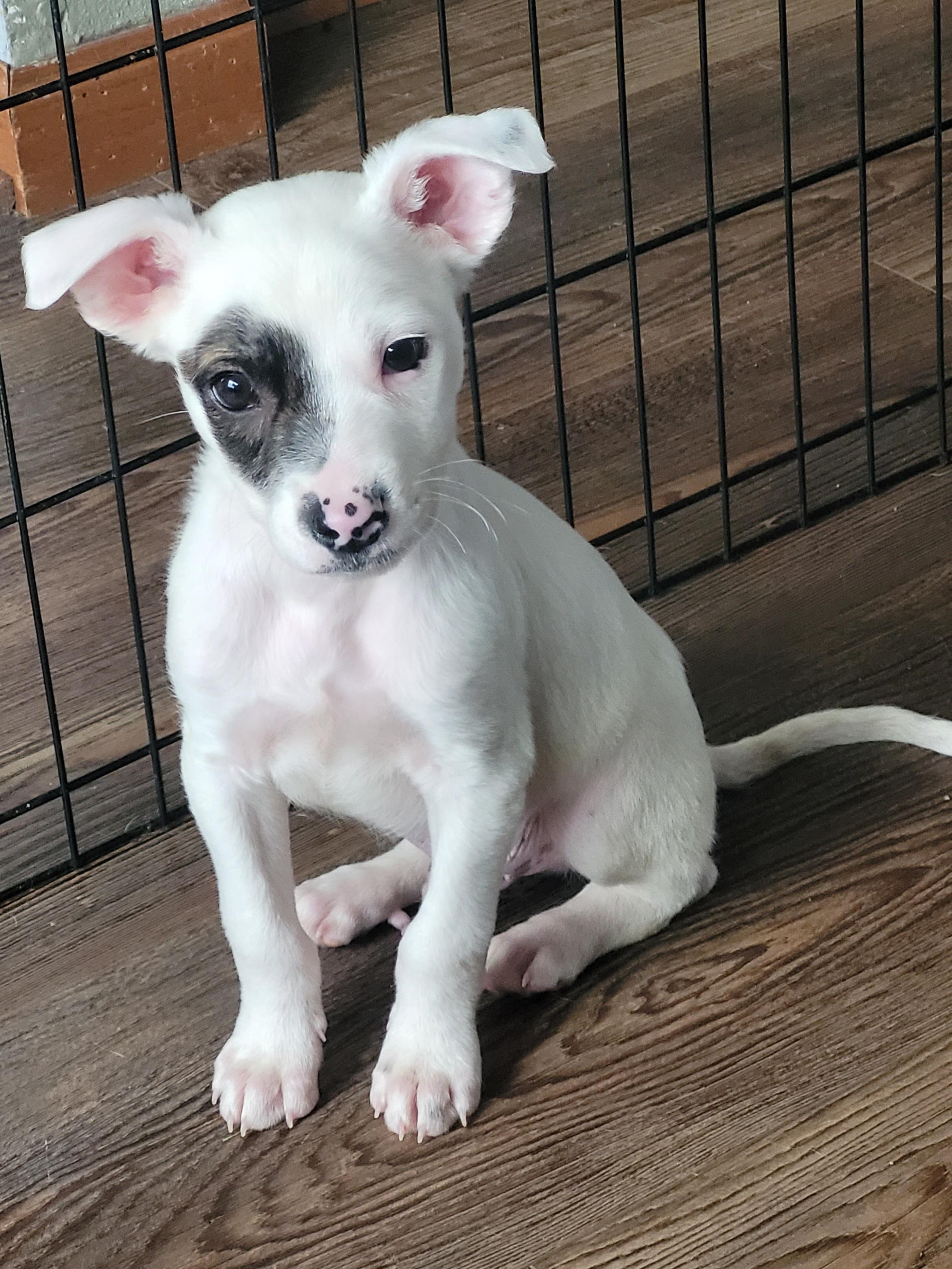 Enlarge Hendrix, a ADOPTABLE mixed breed in Byron, IL image 6/6