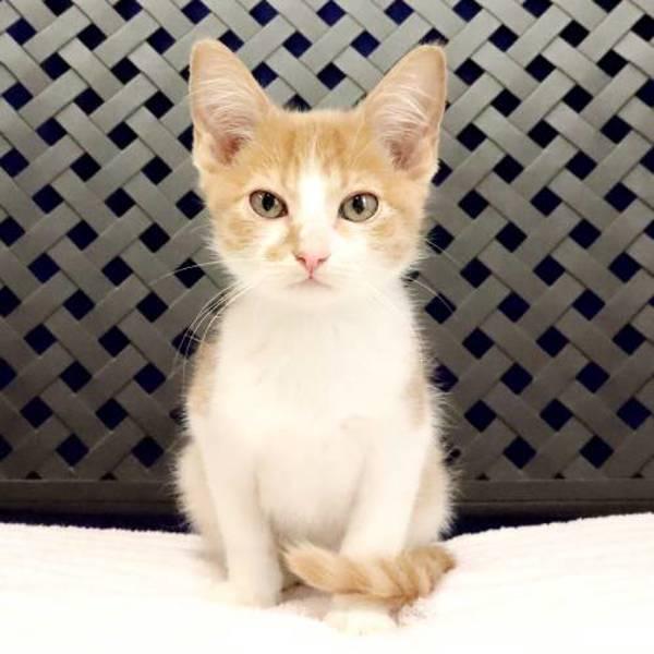 Enlarge Tinky, a Adoptable mixed breed in Fort Davis, TX image 1/1