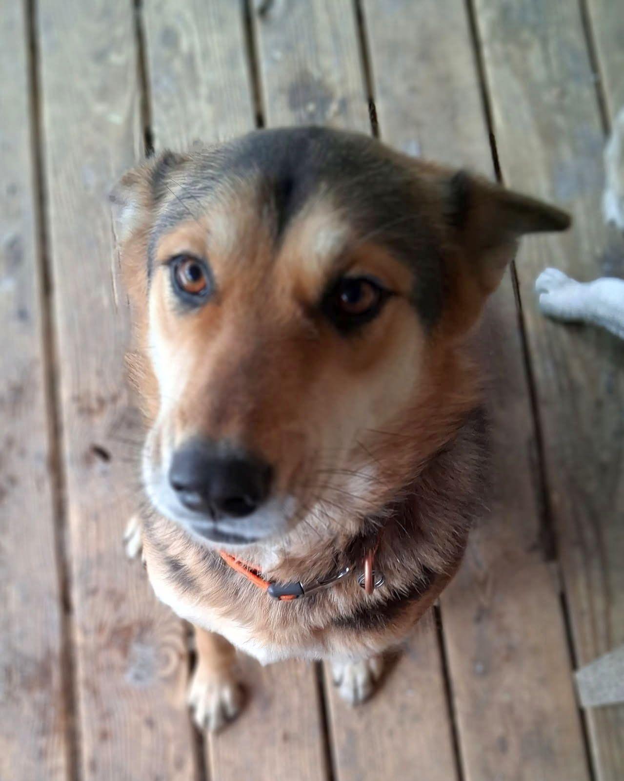 Lady, a ADOPTABLE mixed breed in Melbourne, AR image 2/3