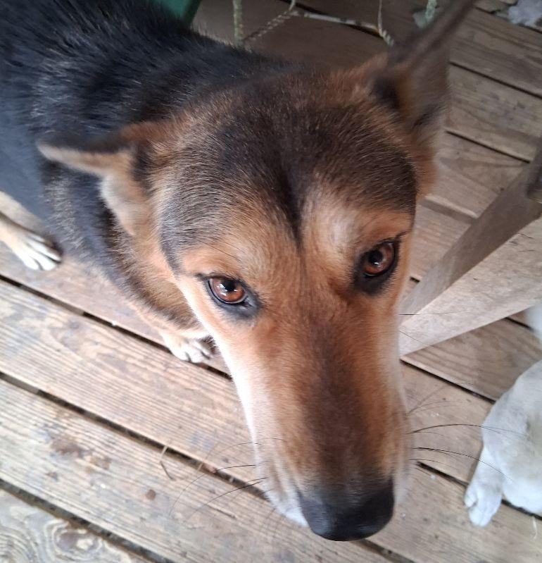 Lady, a ADOPTABLE mixed breed in Melbourne, AR image 1/3