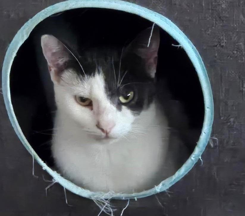 Scarlett O'Hara, Adopted, Young Female Domestic Short Hair.