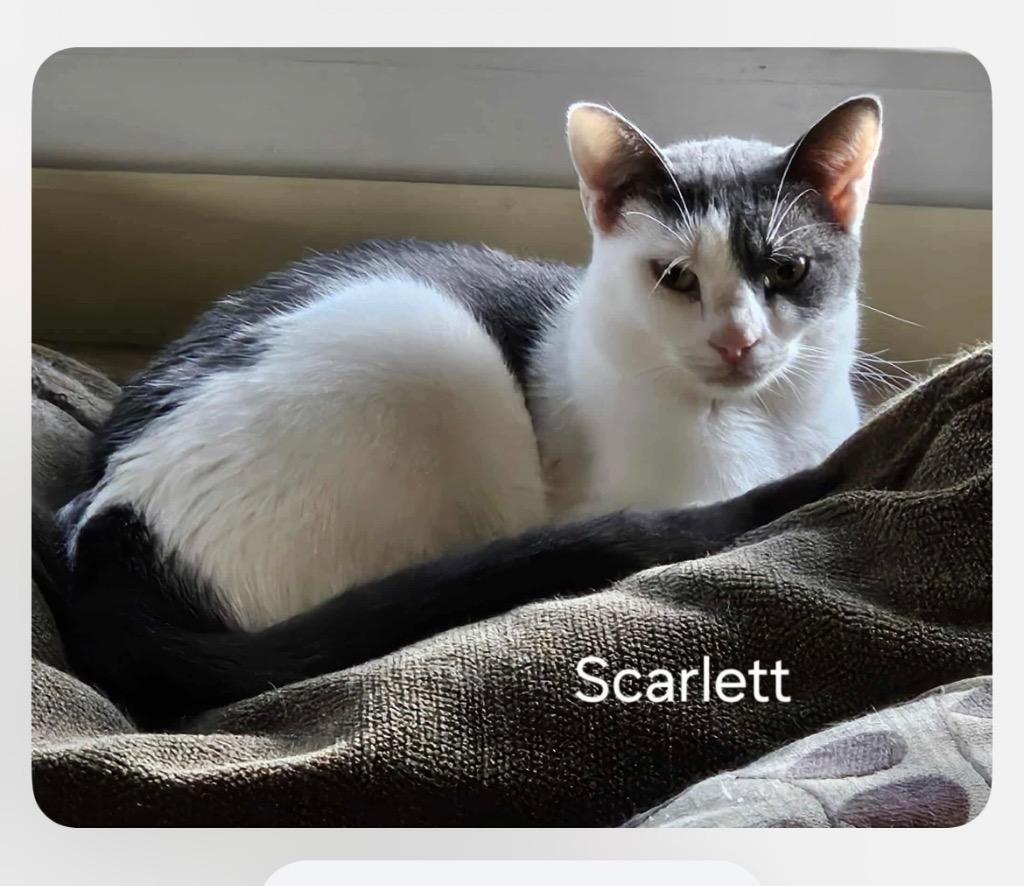 Enlarge Scarlett O'Hara, a Adopted mixed breed in Parkville, MD image 2/6