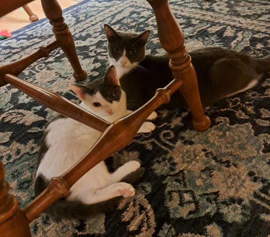 Enlarge Scarlett O'Hara, a Adopted mixed breed in Parkville, MD image 3/6