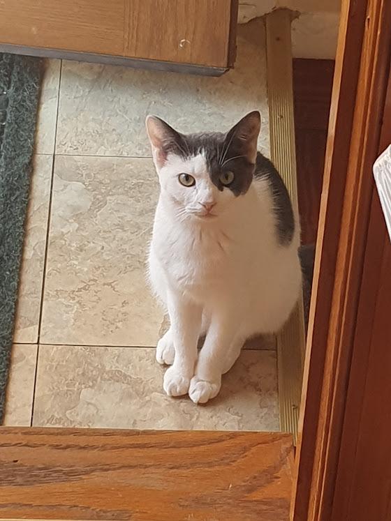 Enlarge Scarlett O'Hara, a Adopted mixed breed in Parkville, MD image 4/6