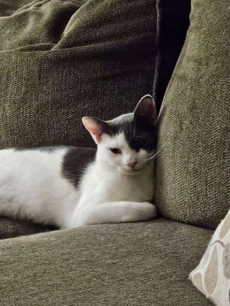 Enlarge Scarlett O'Hara, a Adopted mixed breed in Parkville, MD image 5/6