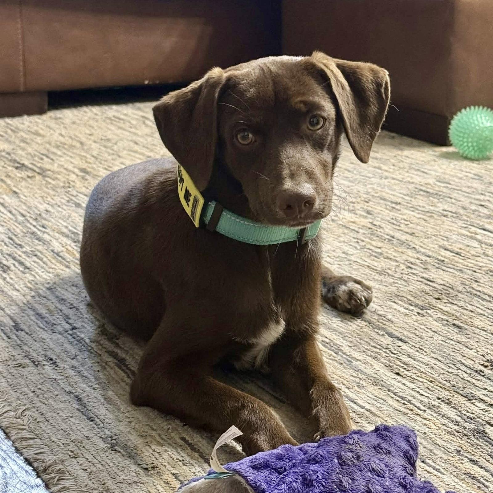 Scarlett, Adoptable, Young Female Labrador Retriever & German Shorthaired Pointer.
