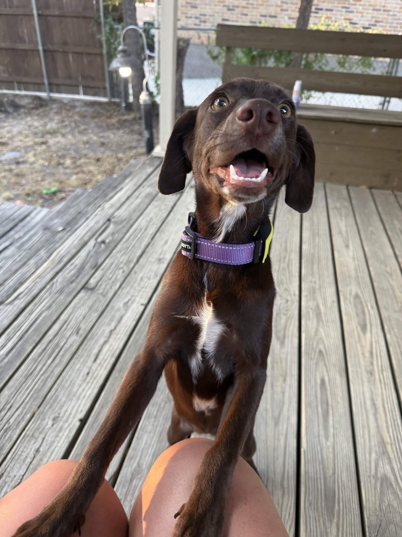 Enlarge Scarlett, a Adoptable mixed breed in Fort Worth, TX image 2/3
