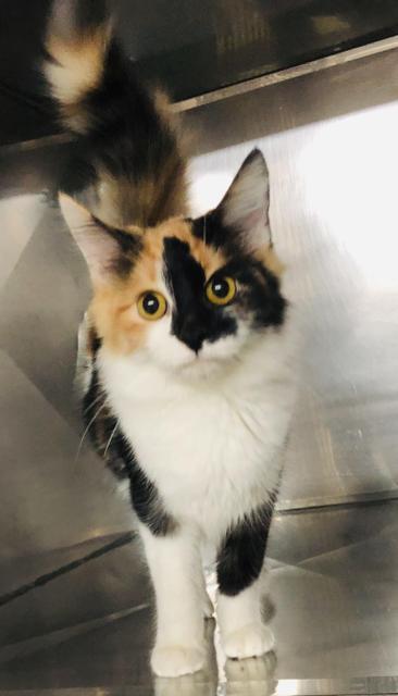 Enlarge Fancy, a Adopted mixed breed in Murray, KY image 1/1