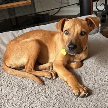 Enlarge Cooper, a ADOPTABLE Mixed Breed in Pittstown, NJ image 1/6