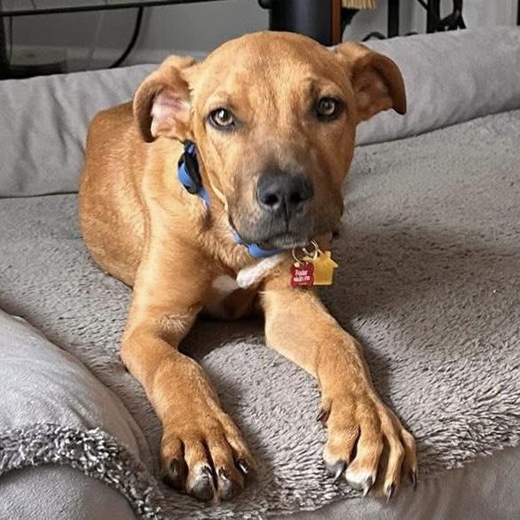 Enlarge Cooper, a ADOPTABLE Mixed Breed in Pittstown, NJ image 4/6