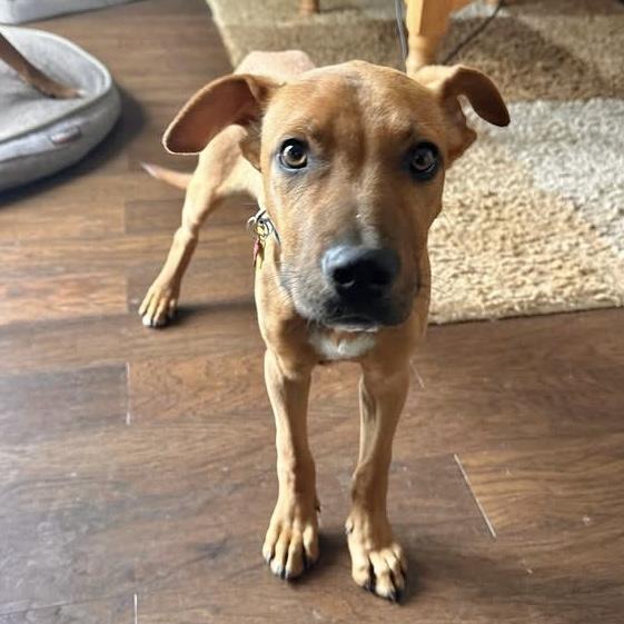 Enlarge Cooper, a ADOPTABLE Mixed Breed in Pittstown, NJ image 5/6
