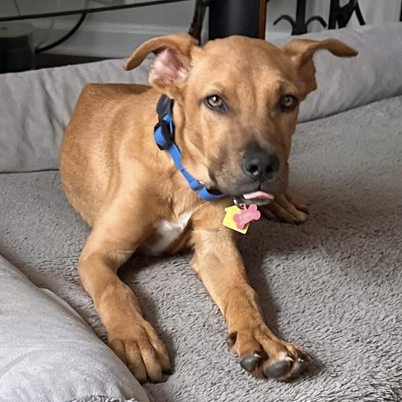 Enlarge Cooper, a ADOPTABLE Mixed Breed in Pittstown, NJ image 2/6