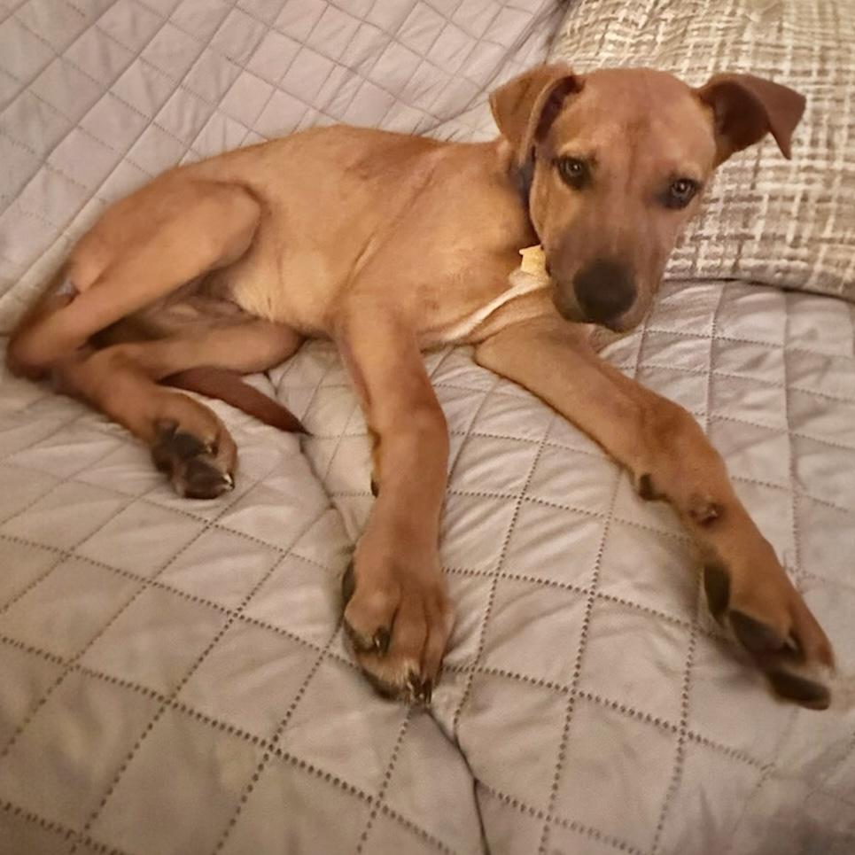 Enlarge Cooper, a ADOPTABLE Mixed Breed in Pittstown, NJ image 2/6