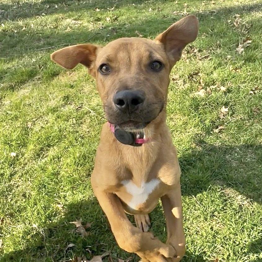 Enlarge Cooper, a ADOPTABLE Mixed Breed in Pittstown, NJ image 6/6
