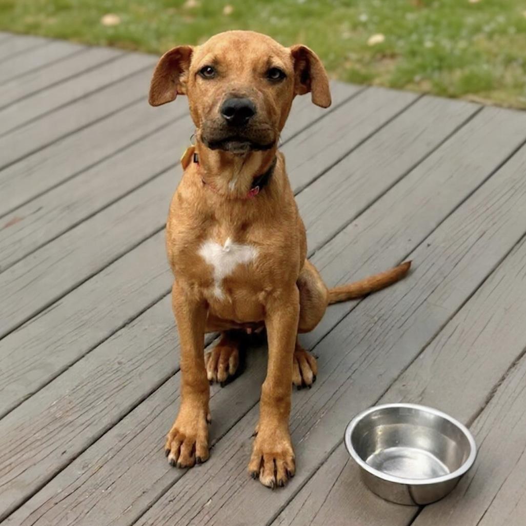 Enlarge Cooper, a ADOPTABLE Mixed Breed in Pittstown, NJ image 3/6
