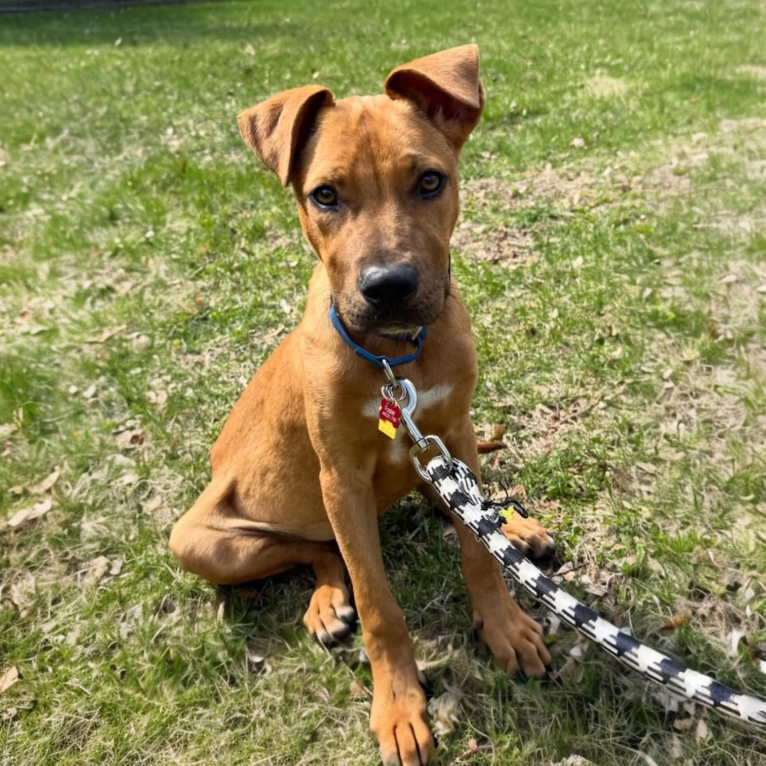 Enlarge Cooper, a ADOPTABLE Mixed Breed in Pittstown, NJ image 3/6