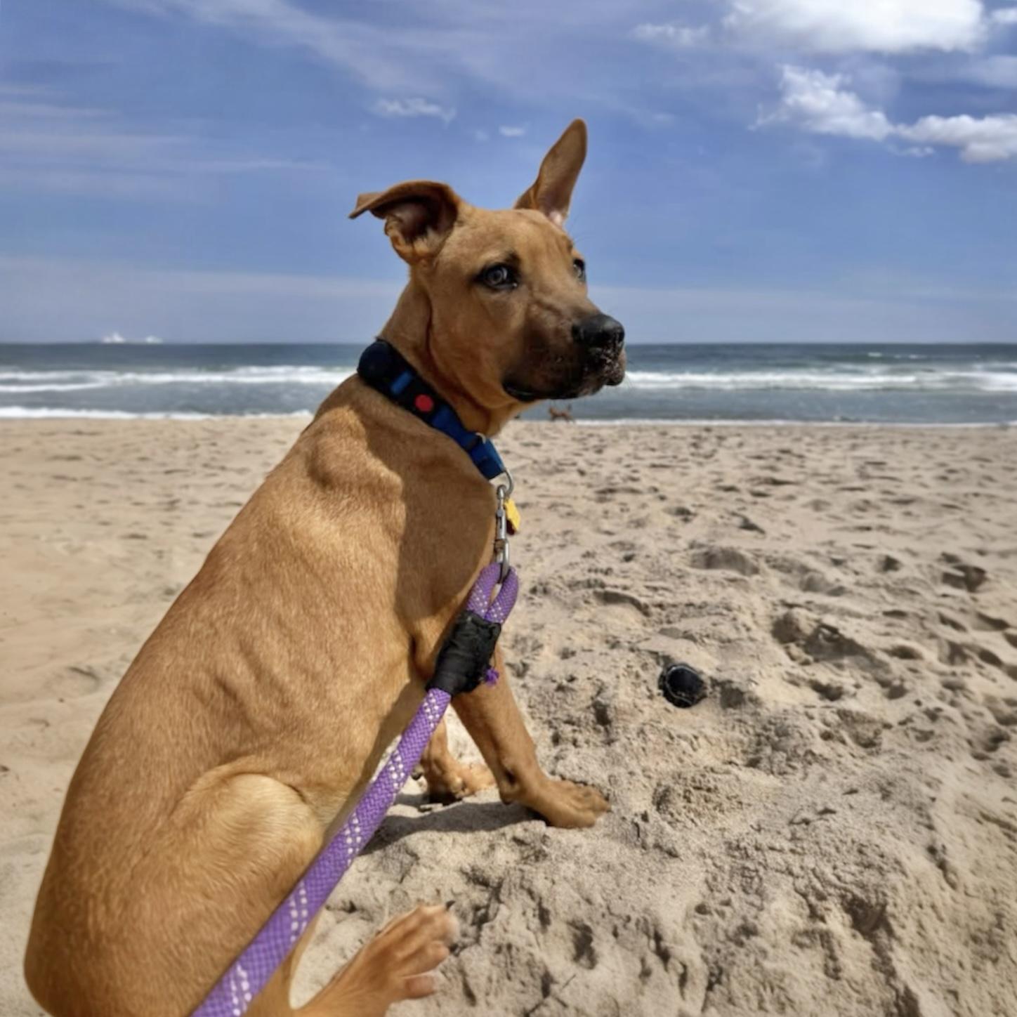 Cooper, ADOPTABLE, Puppy Male Mixed Breed.