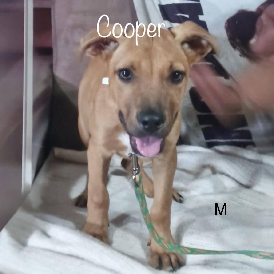 Enlarge Cooper, a ADOPTABLE Mixed Breed in Pittstown, NJ image 1/1